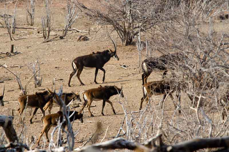 04 - Botswana - antilopes Sable - parque nacional de Chobe